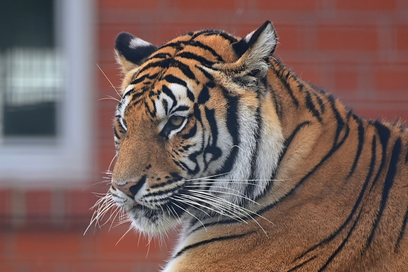 Königstiger (Panthera tigris tigris)