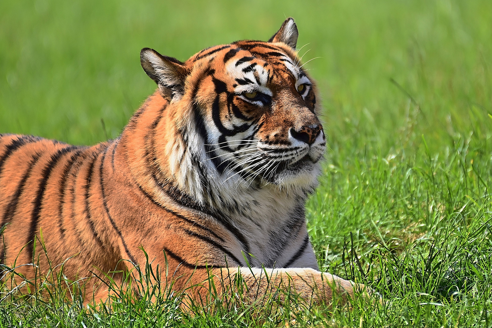 Königstiger (Panthera tigris tigris)