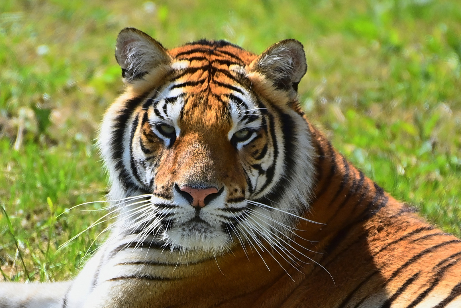 Königstiger (Panthera tigris tigris)