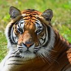 Königstiger (Panthera tigris tigris)