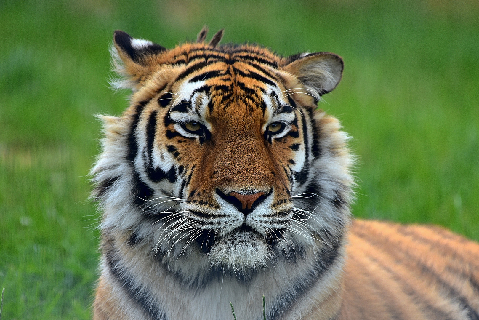 Königstiger (Panthera tigris tigris)