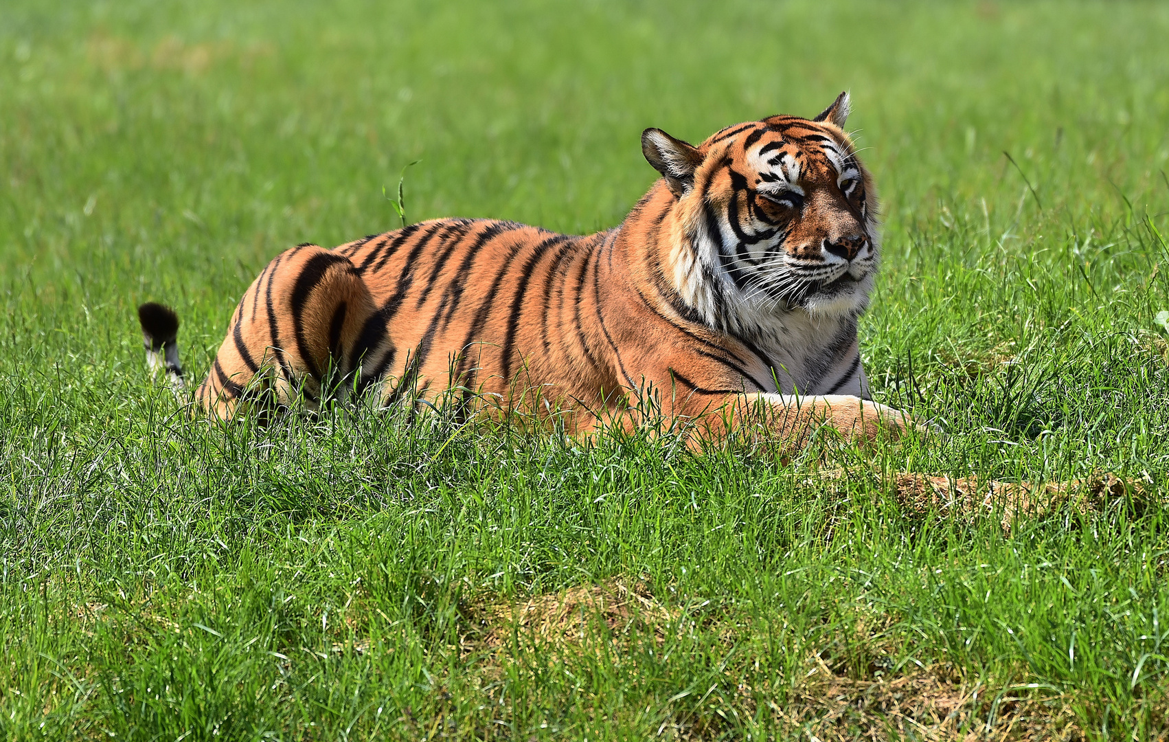 Königstiger (Panthera tigris tigris)