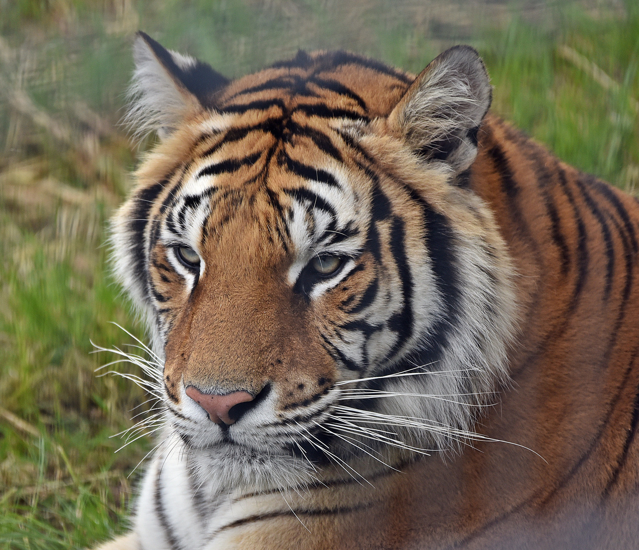 Königstiger (Panthera tigris tigris) Foto & Bild | tiere Königstiger (Panthera tigris tigris) Foto & Bild | tiere