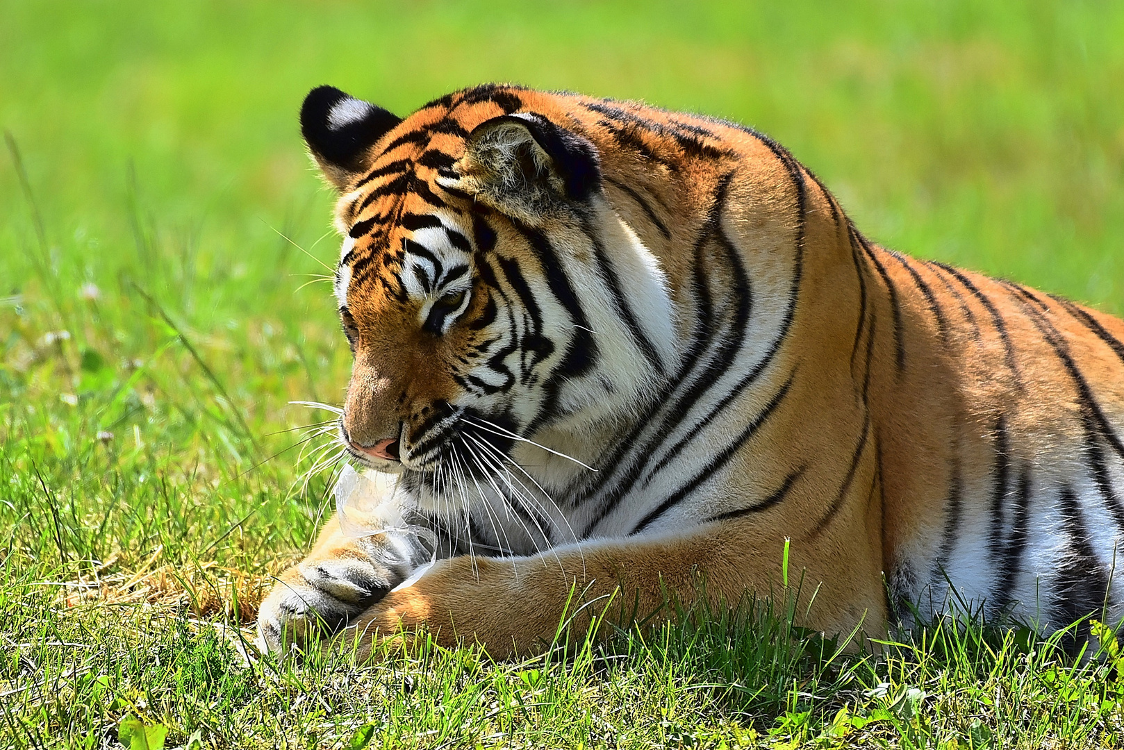 Königstiger (Panthera tigris tigris)