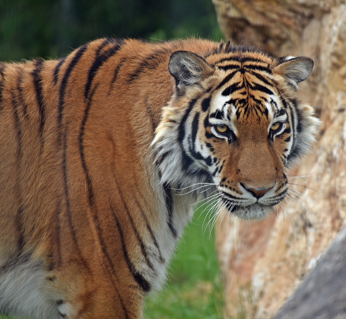 Königstiger (Panthera tigris tigris)