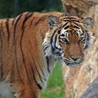 Königstiger (Panthera tigris tigris)