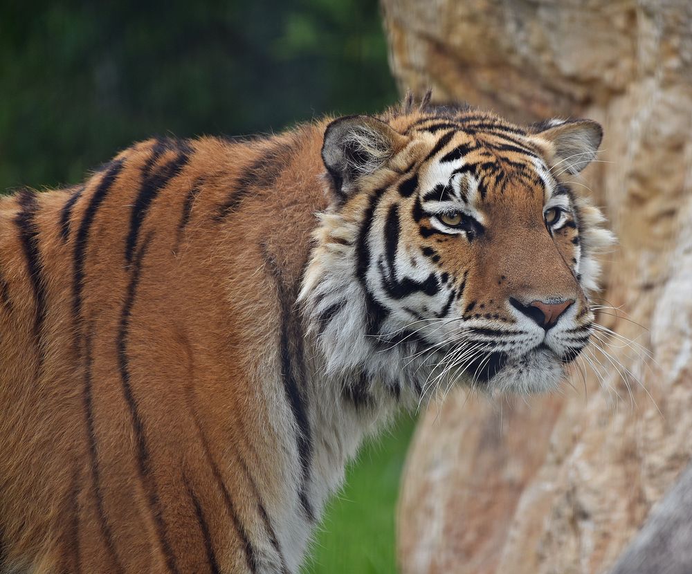 Königstiger (Panthera tigris tigris) Foto & Bild | tiere Königstiger (Panthera tigris tigris) Foto & Bild | tiere