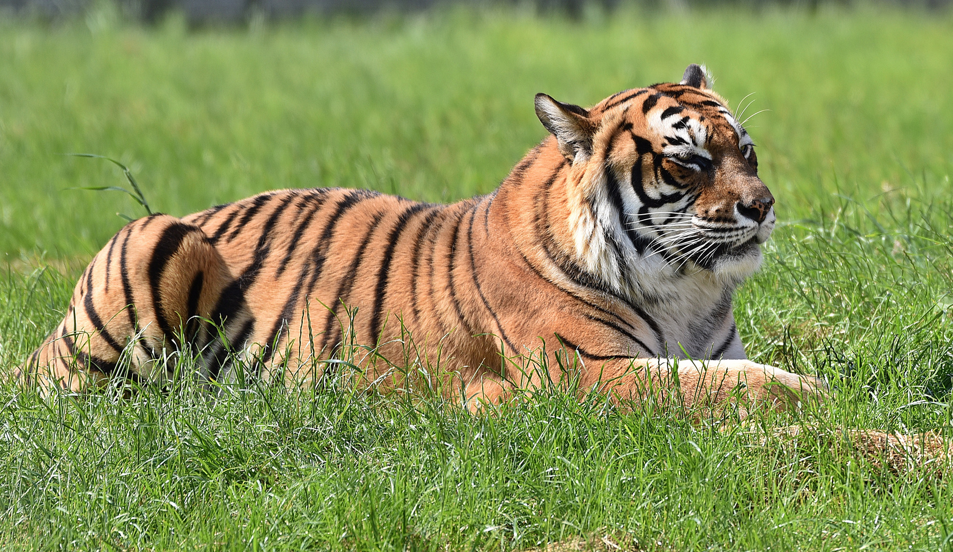 Königstiger (Panthera tigris tigris)