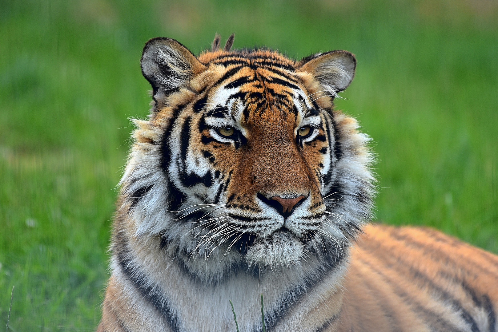 Königstiger (Panthera tigris tigris)