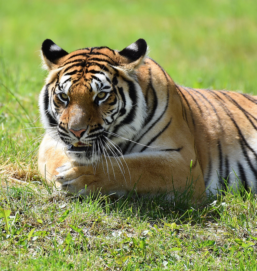 Königstiger (Panthera tigris tigris)