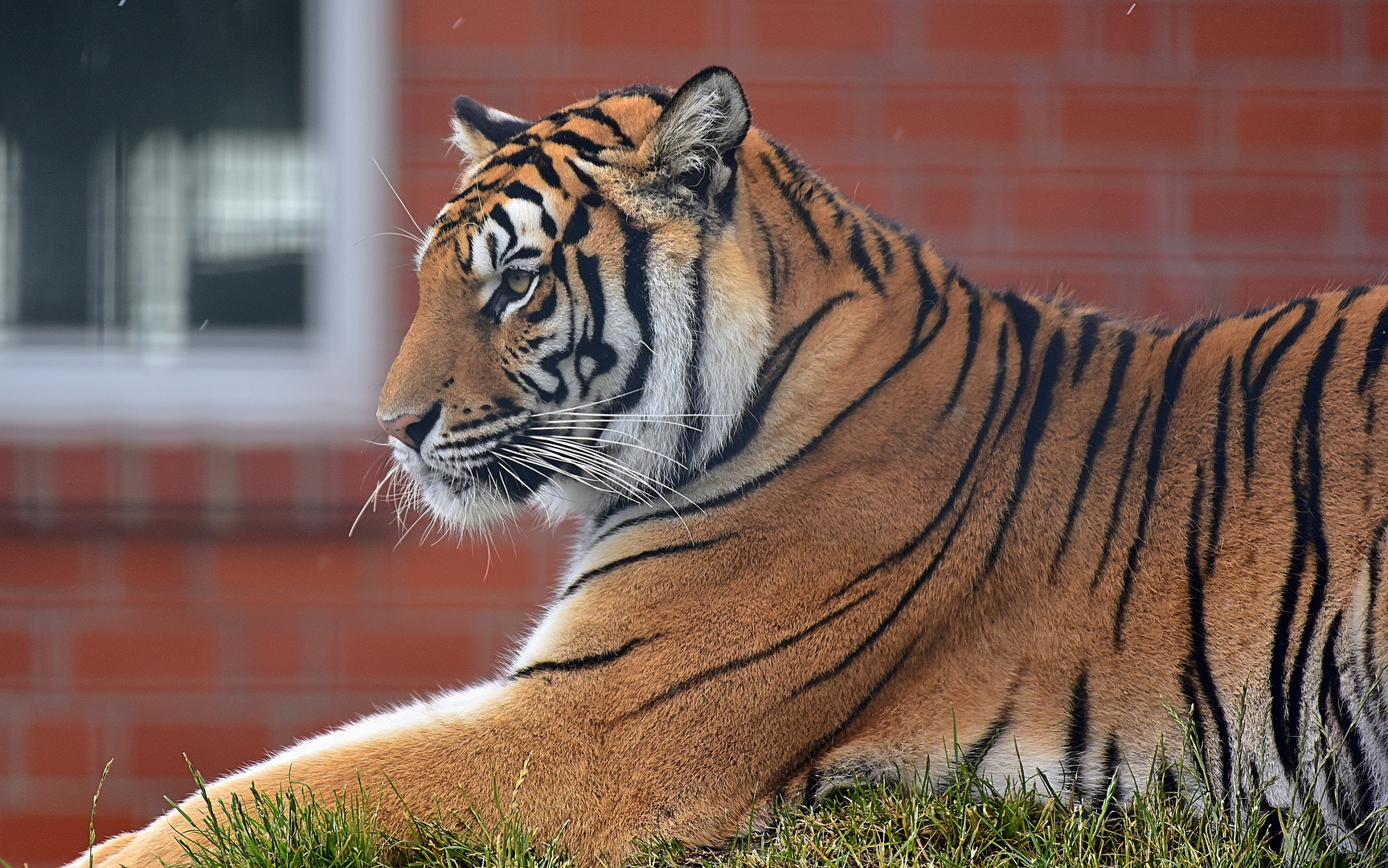 Königstiger (Panthera tigris tigris)