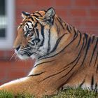 Königstiger (Panthera tigris tigris)