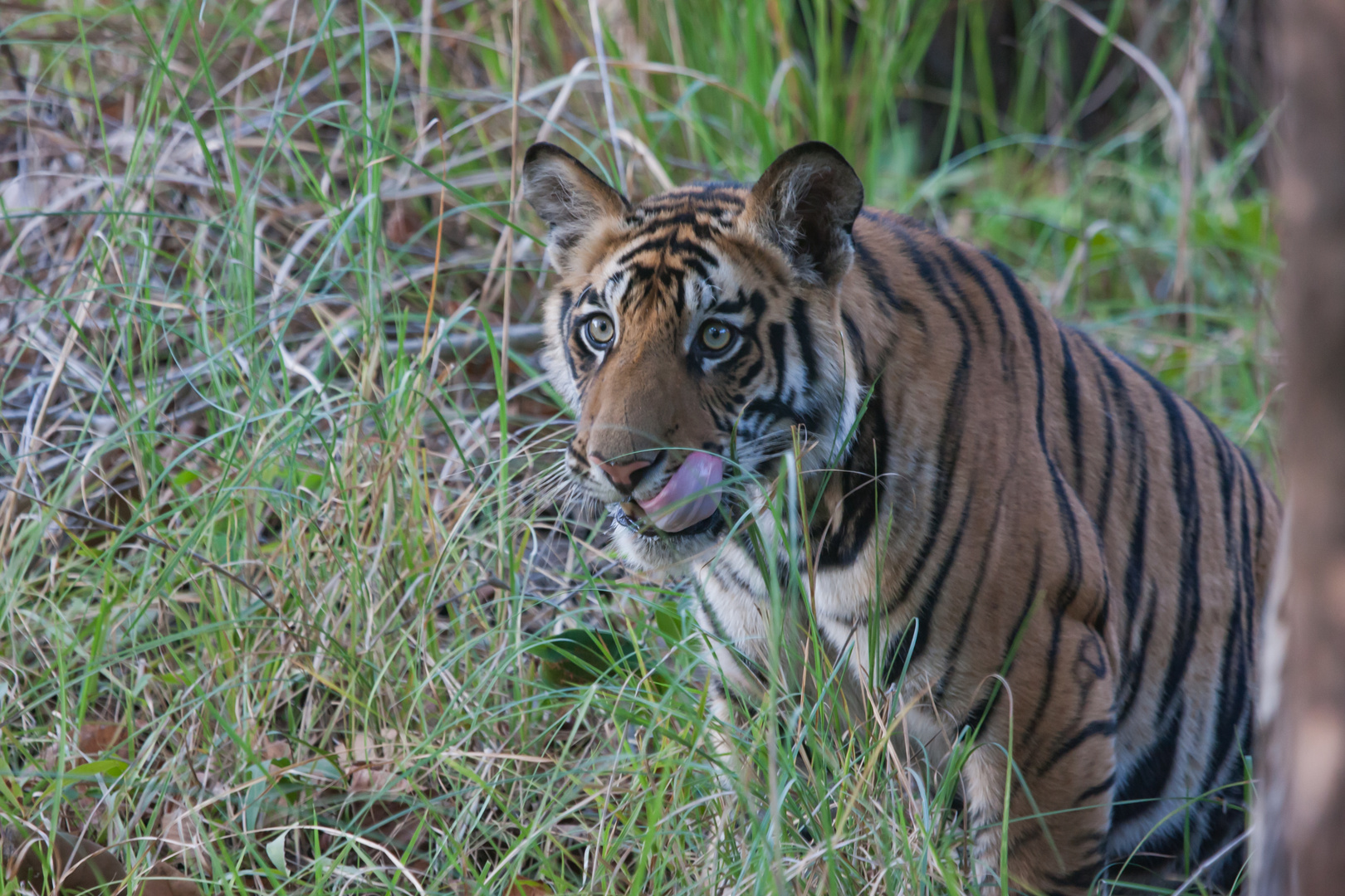 Königstiger  (Panthera tigris tigris) im Bandhavgarh NP, Indien