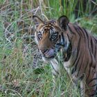 Königstiger  (Panthera tigris tigris) im Bandhavgarh NP, Indien