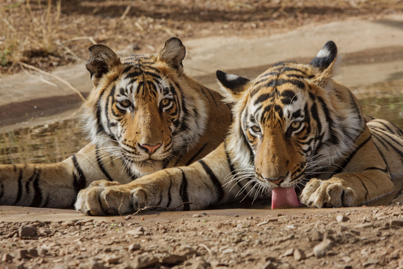 Königstiger (Panthera tigris tigris) im Ranthambore NP in Indien