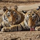 Königstiger (Panthera tigris tigris) im Ranthambore NP in Indien