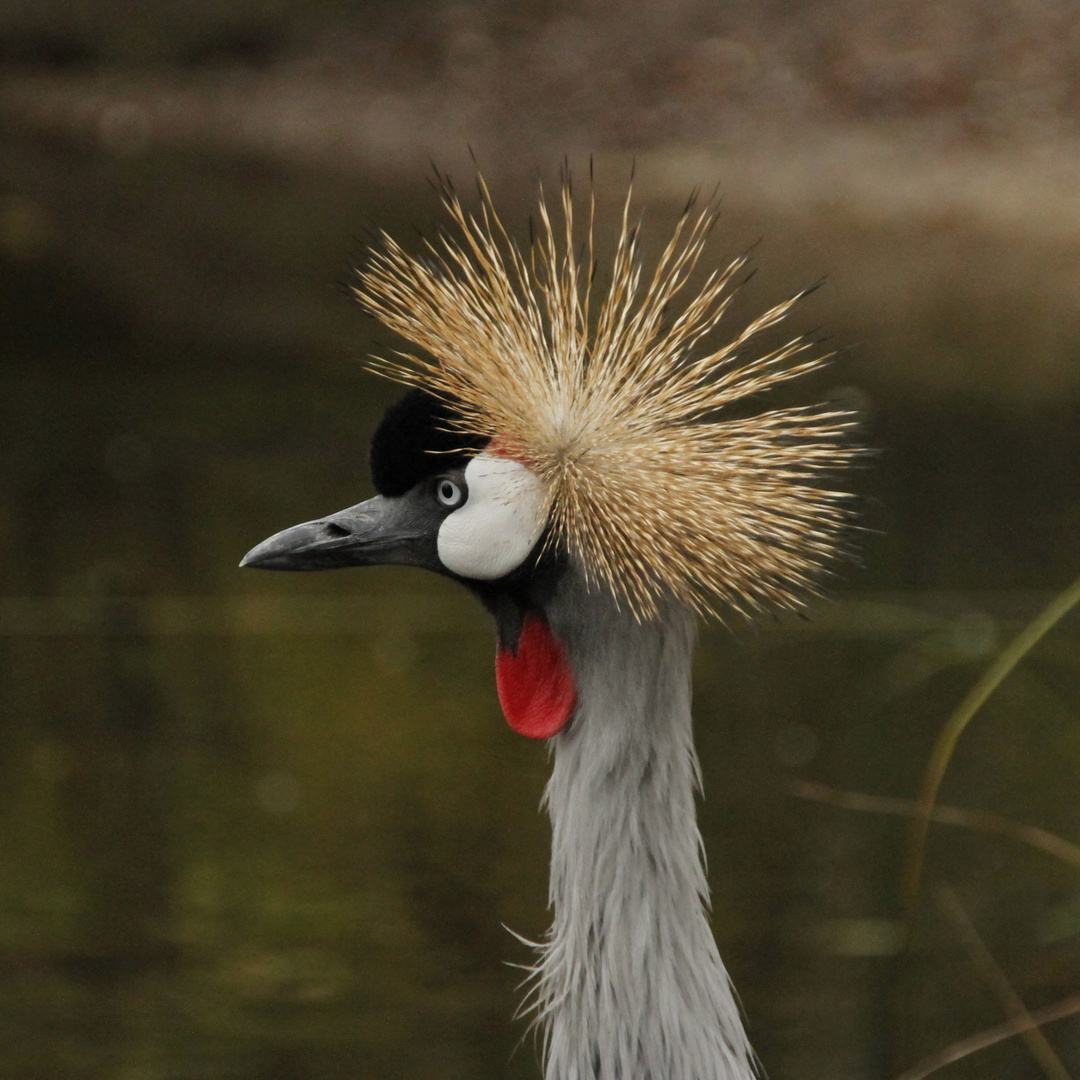 Königsvogel