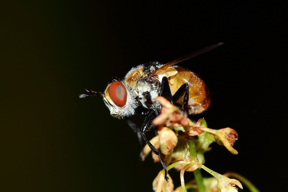 Können auch Fliegen Rückenprobleme haben?