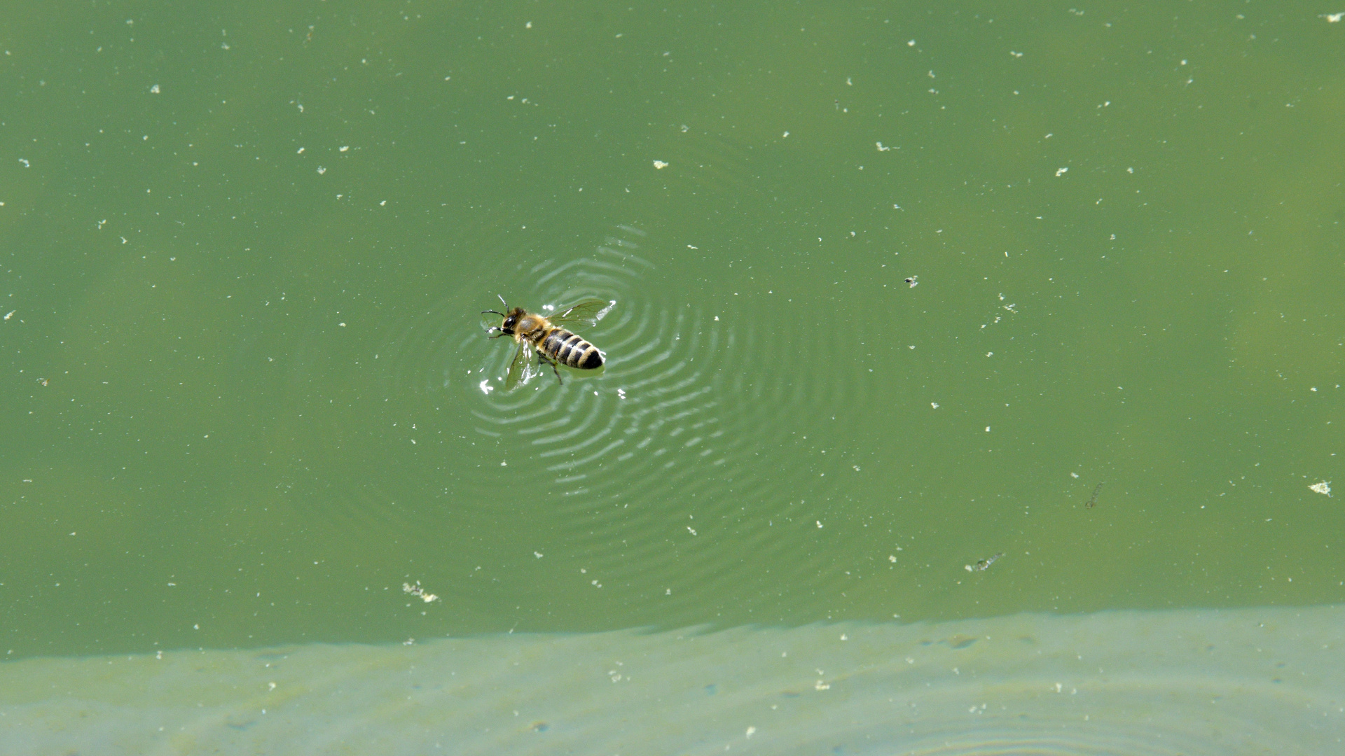Können Bienen schwimmen?