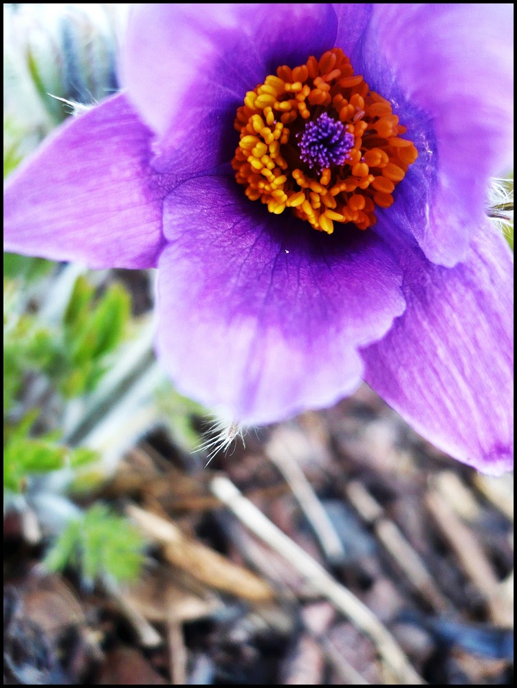 Können Blumen sprechen?