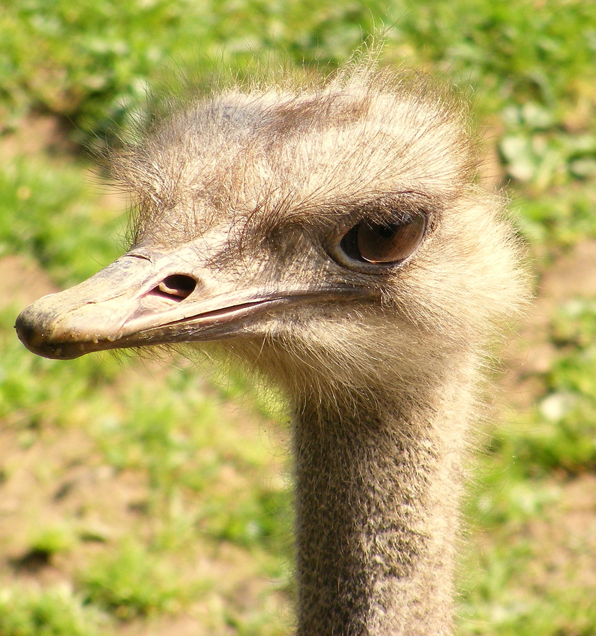 Können diese Augen...