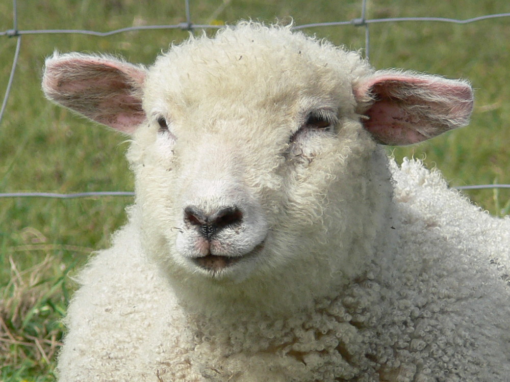 Können diese Augen lügen ????