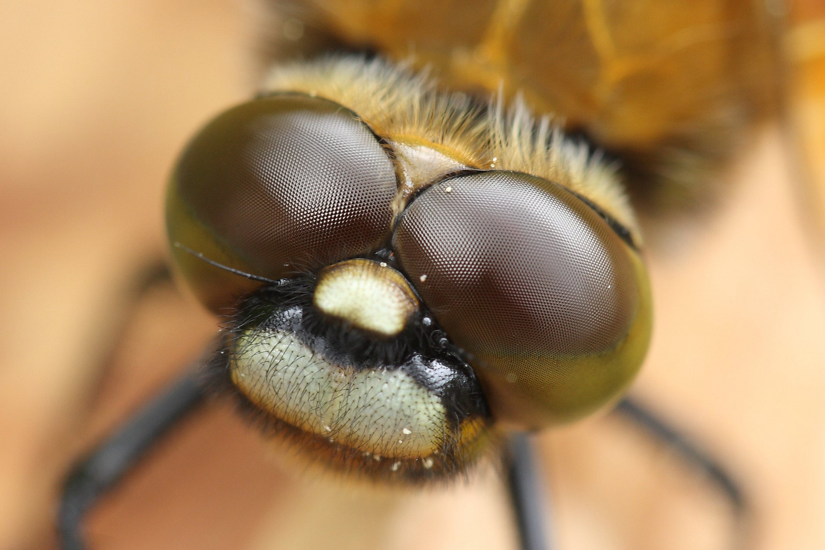 Können diese Augen Lügen ?