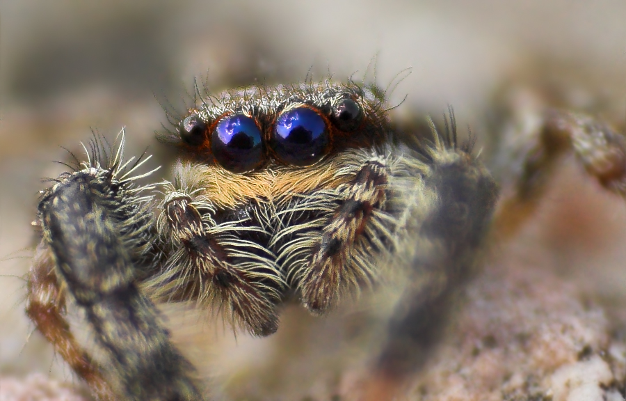 Können diese Augen lügen?