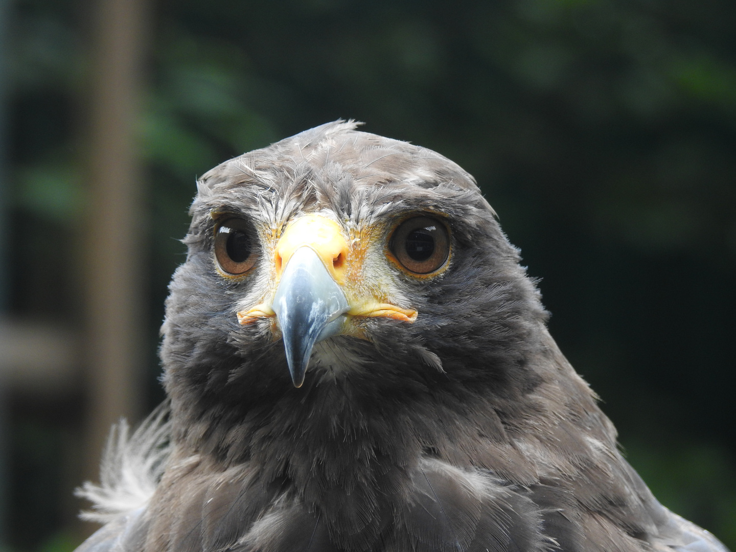 Können diese Augen lügen?