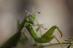 Können diese Augen lügen?