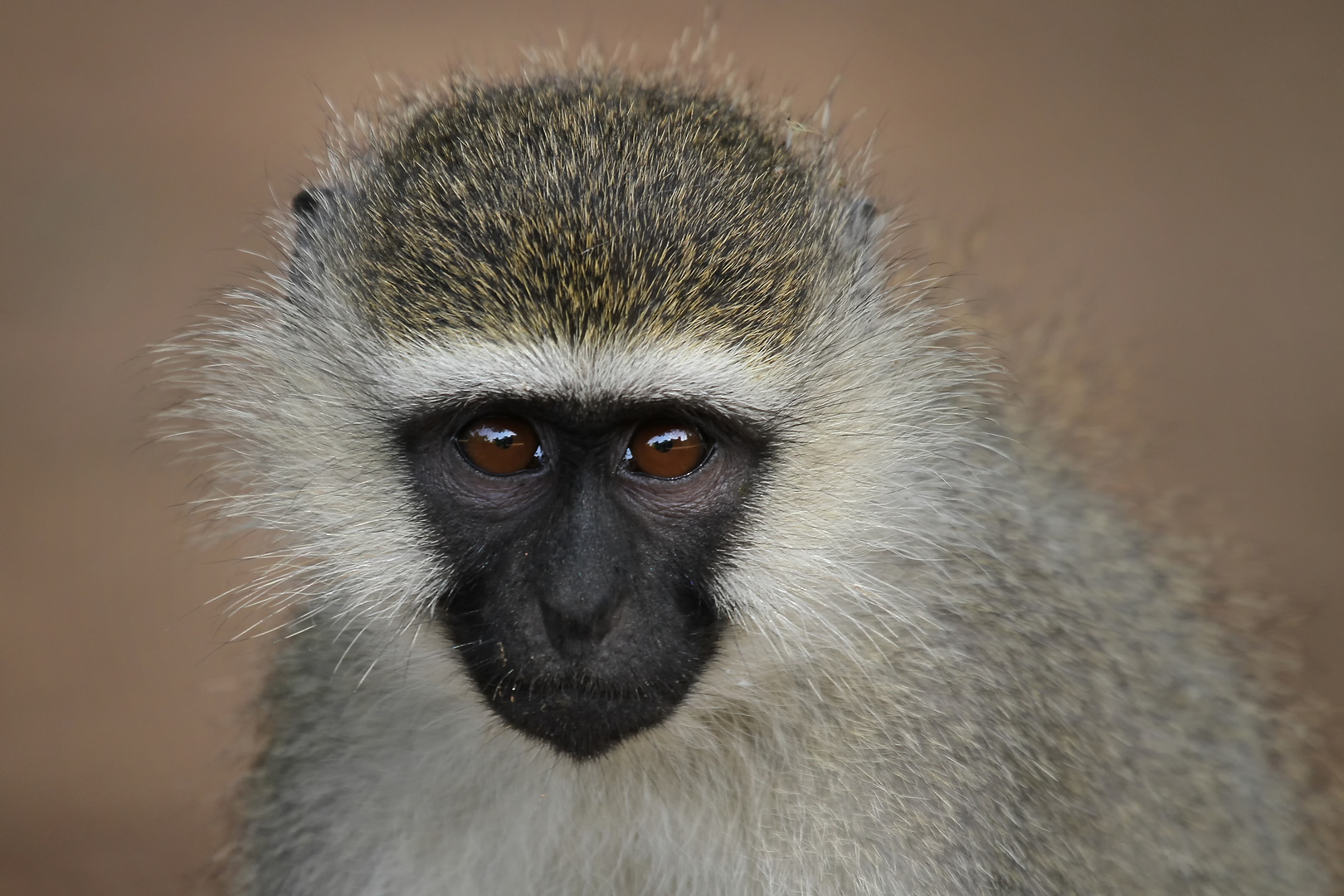 Können diese Augen lügen?