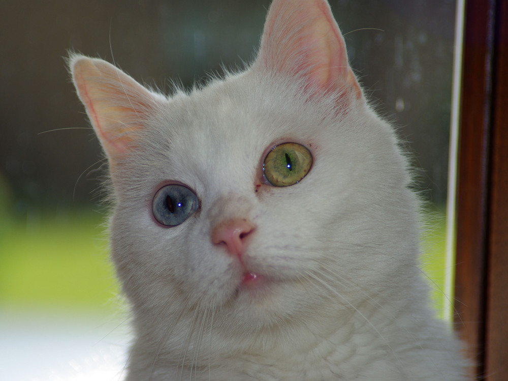 Können DIESE AUGEN lügen.....