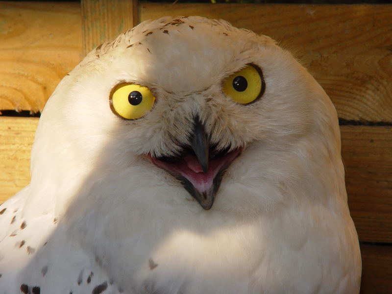 Können diese Augen lügen?