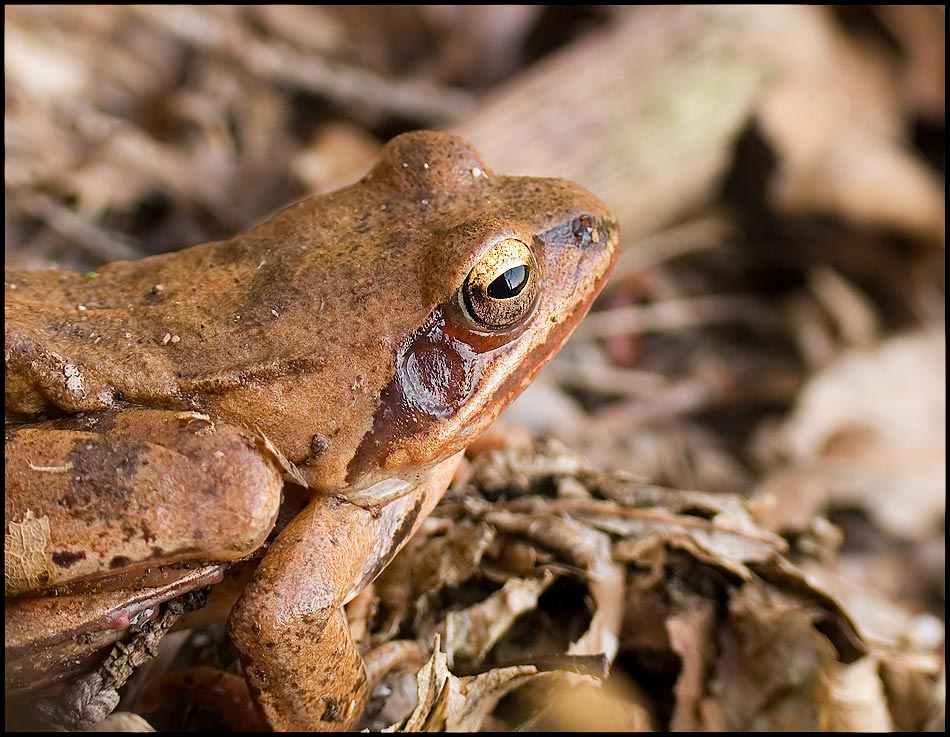 Können diese Augen lügen