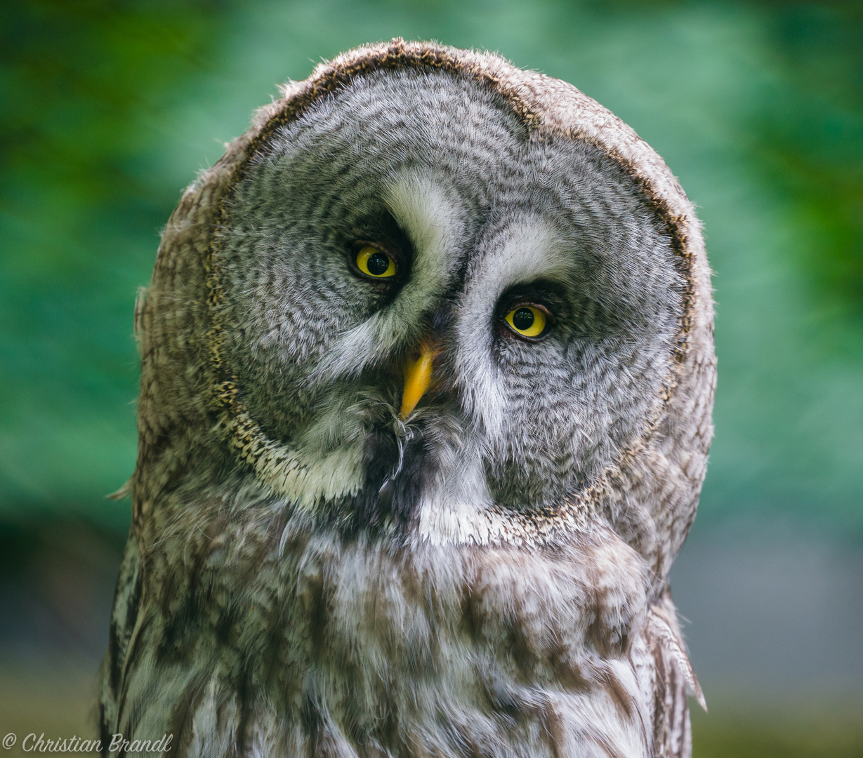 Können diese Augen lügen