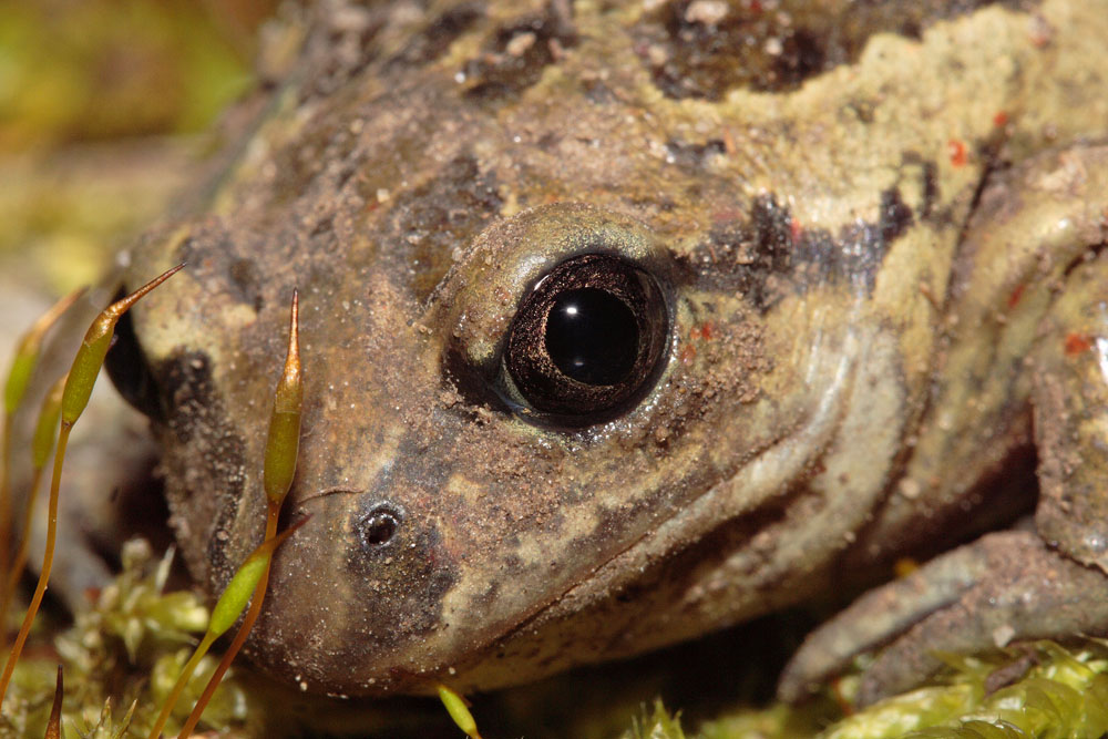 Können diese Augen lügen?