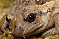 Können diese Augen lügen?