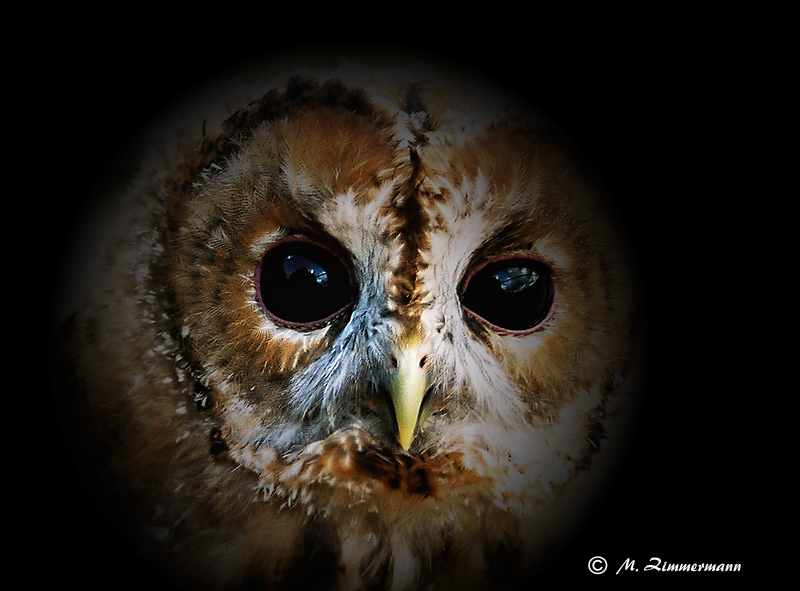 Können diese Augen lügen?