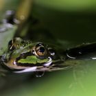 Können diese Augen lügen?