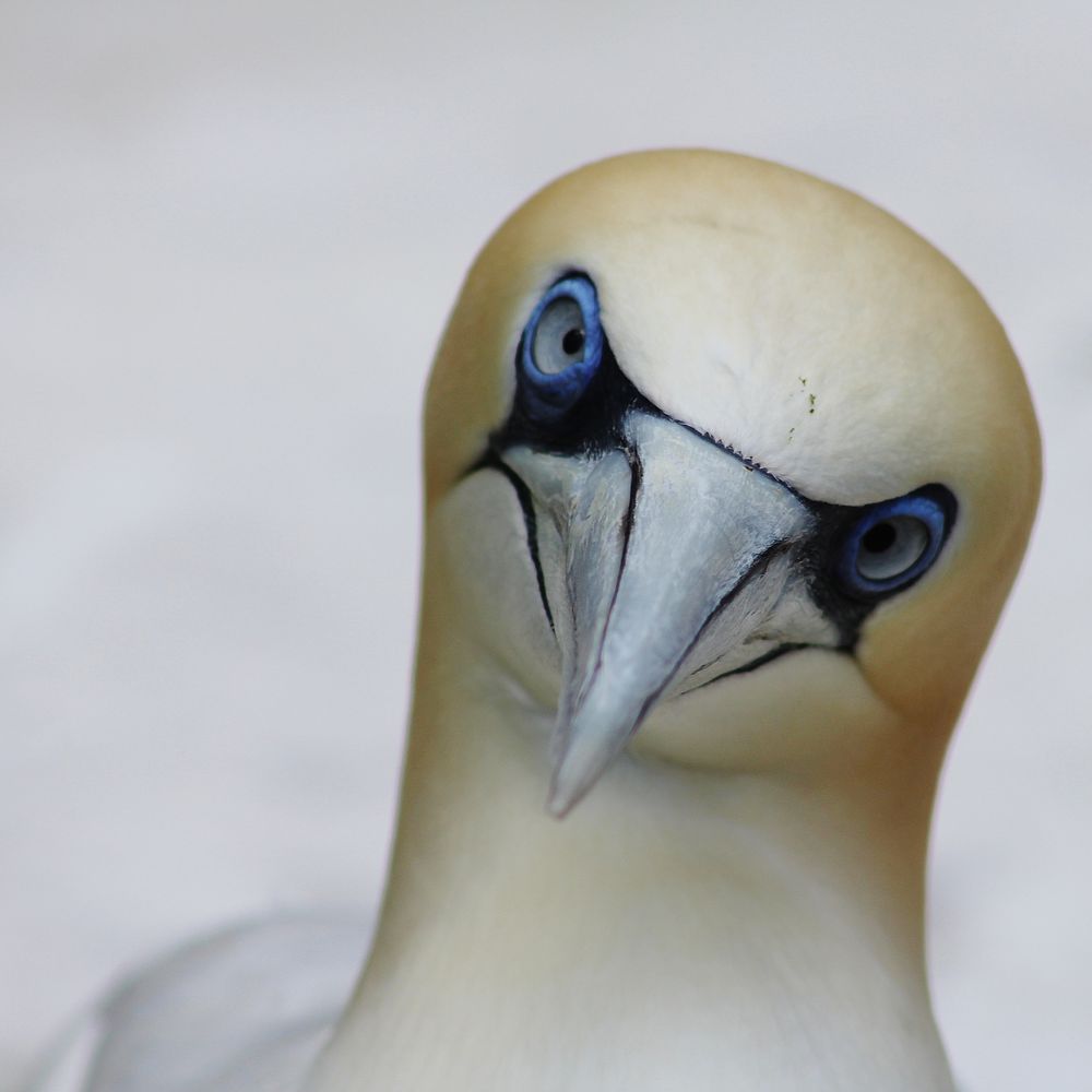 Können diese Augen lügen?