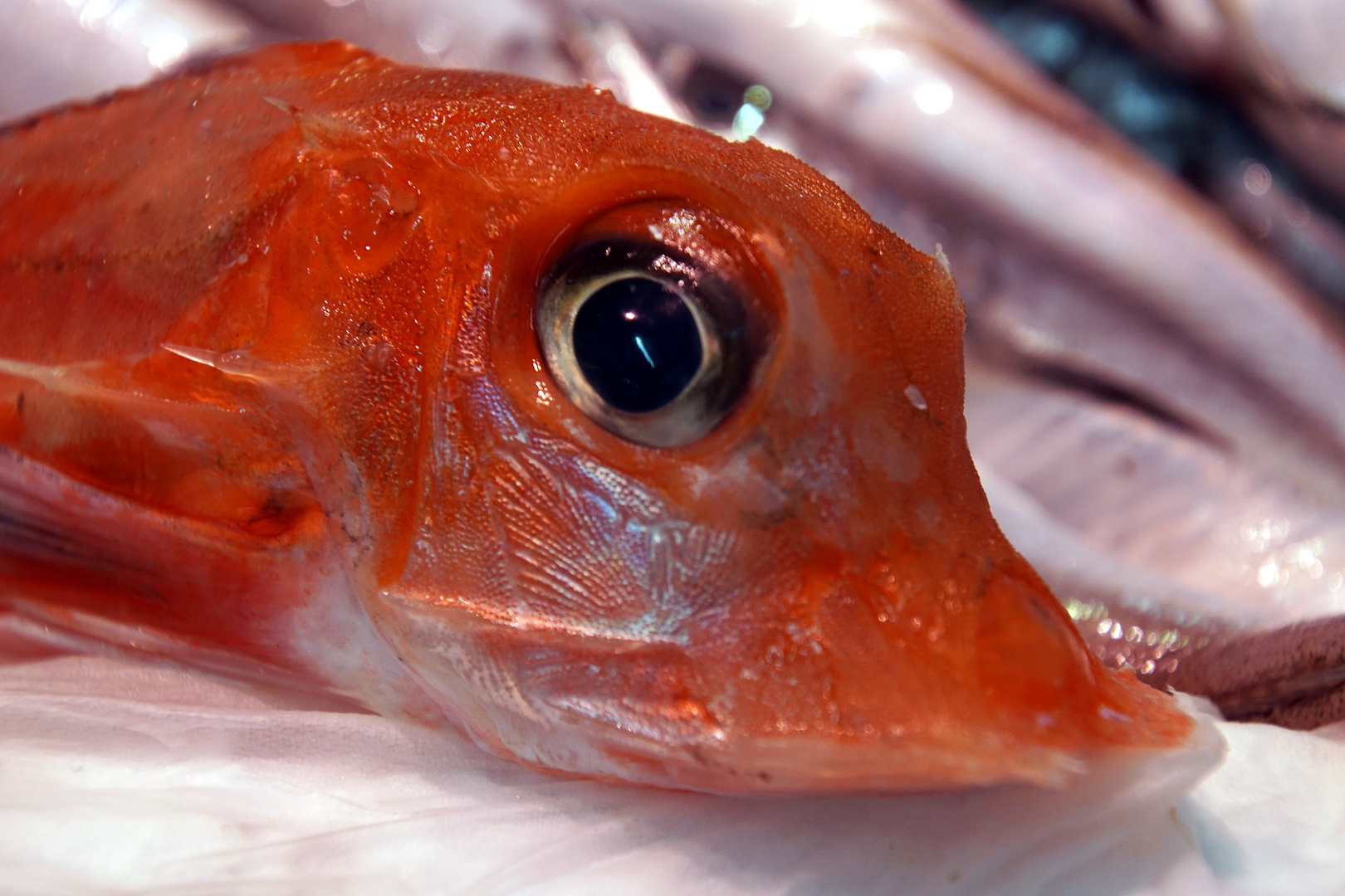 Können diese Augen lügen?