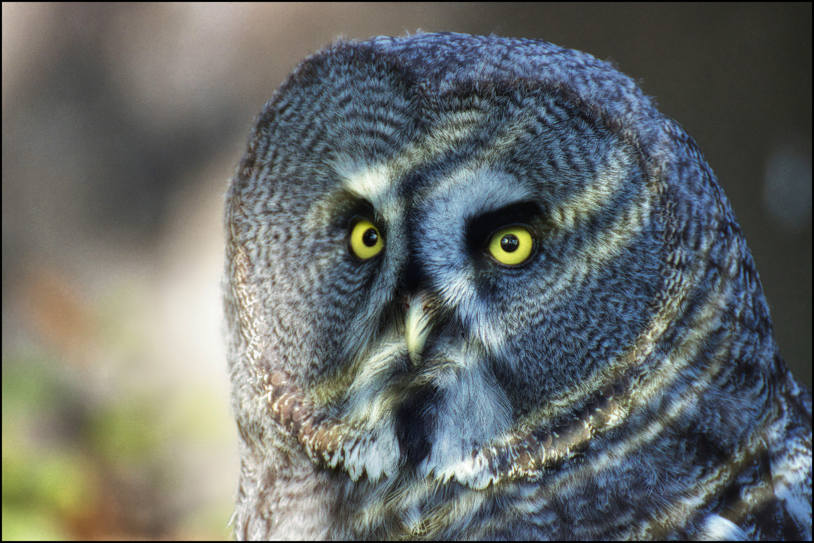 Können diese Augen lügen ?