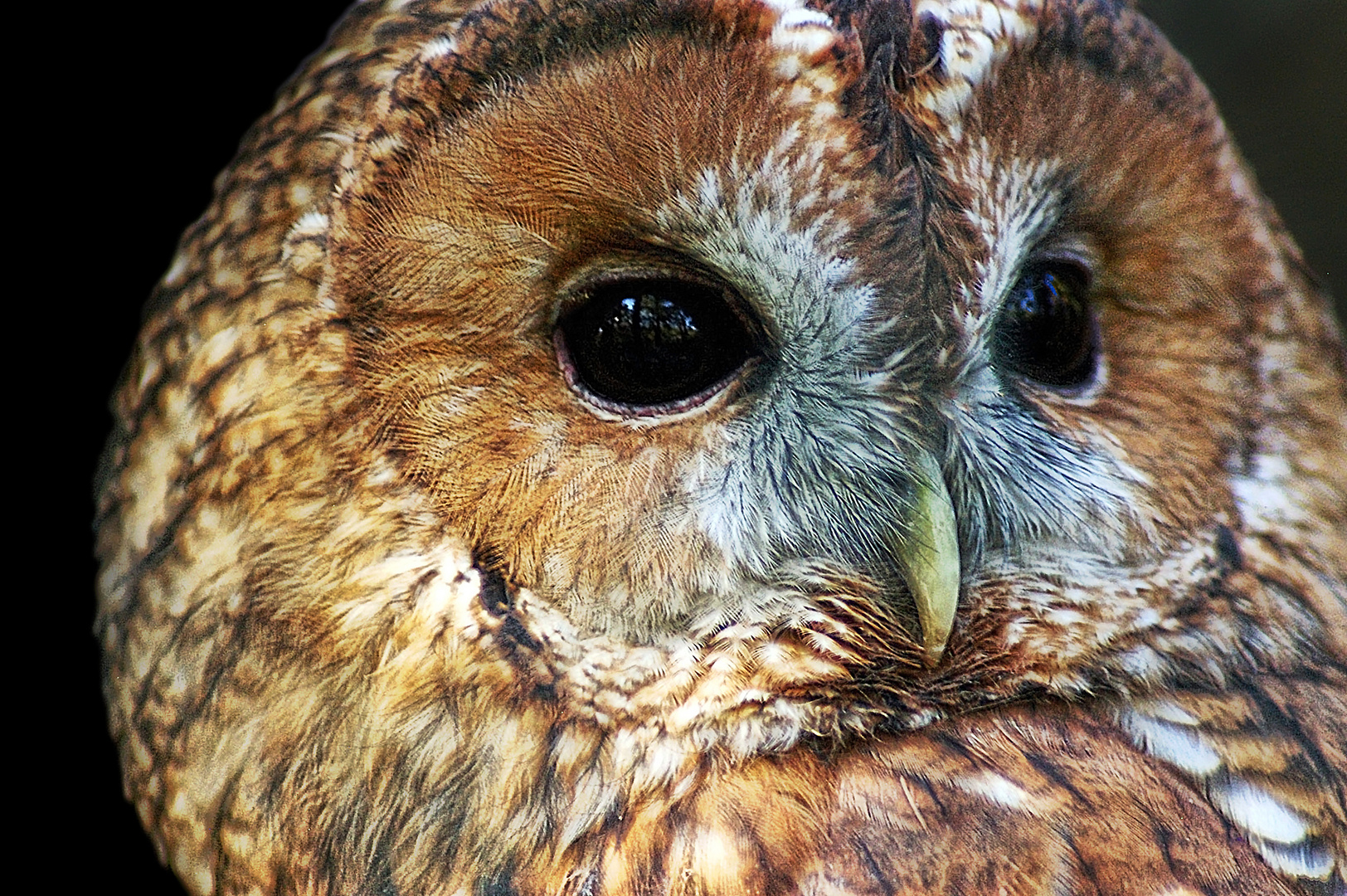 Können diese Augen lügen?