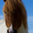 Können diese Augen lügen?