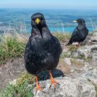 Können diese Augen lügen...?