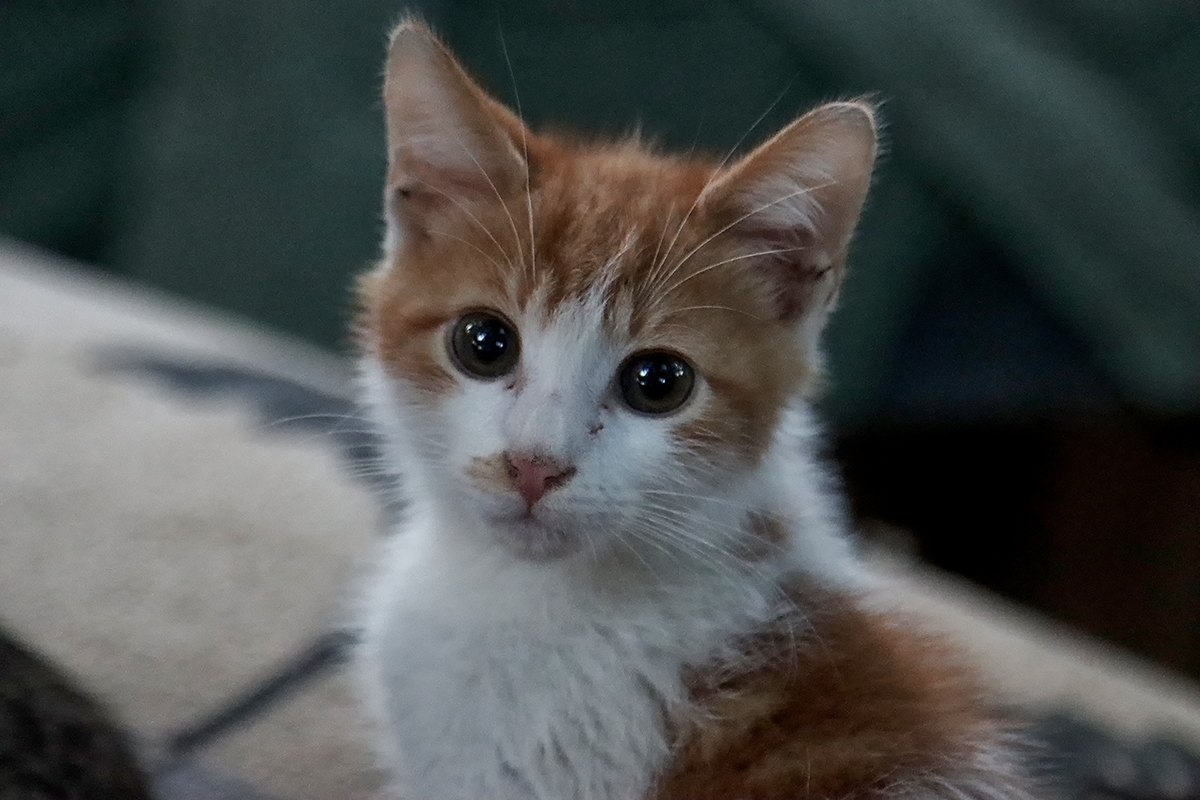 Können diese Augen lügen ?