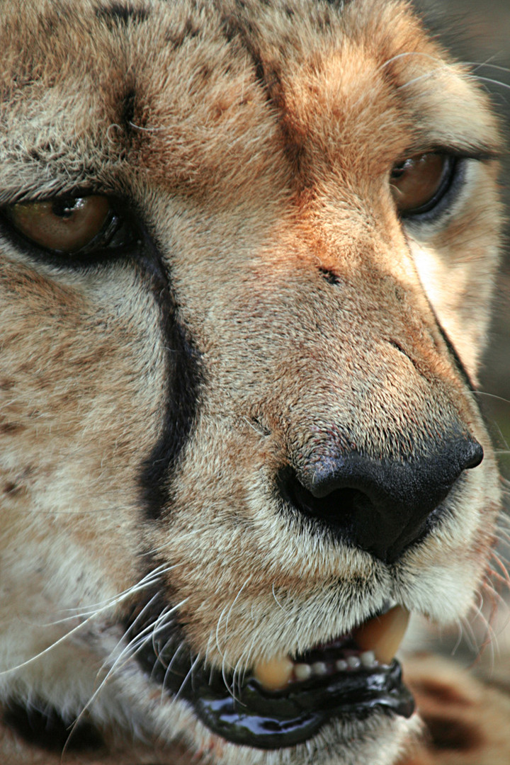 können diese Augen lügen.....