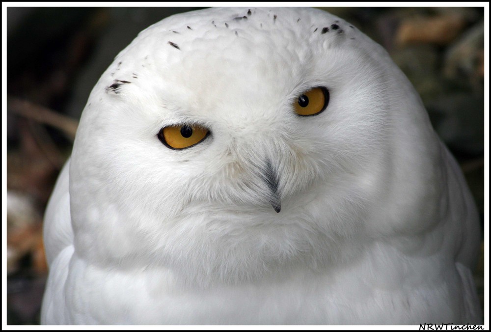 können diese Augen lügen?