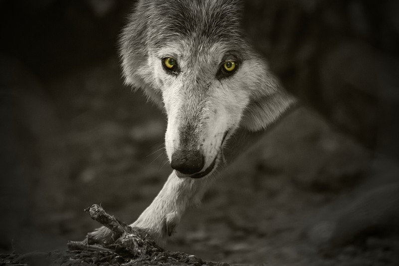 Können diese Augen lügen