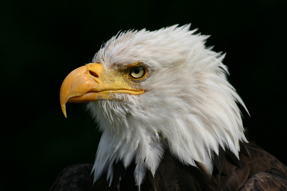 Können diese Augen lügen?